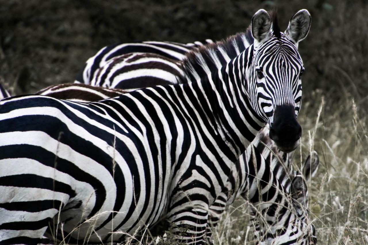 Taasa Lodge Serengeti Zewnętrze zdjęcie