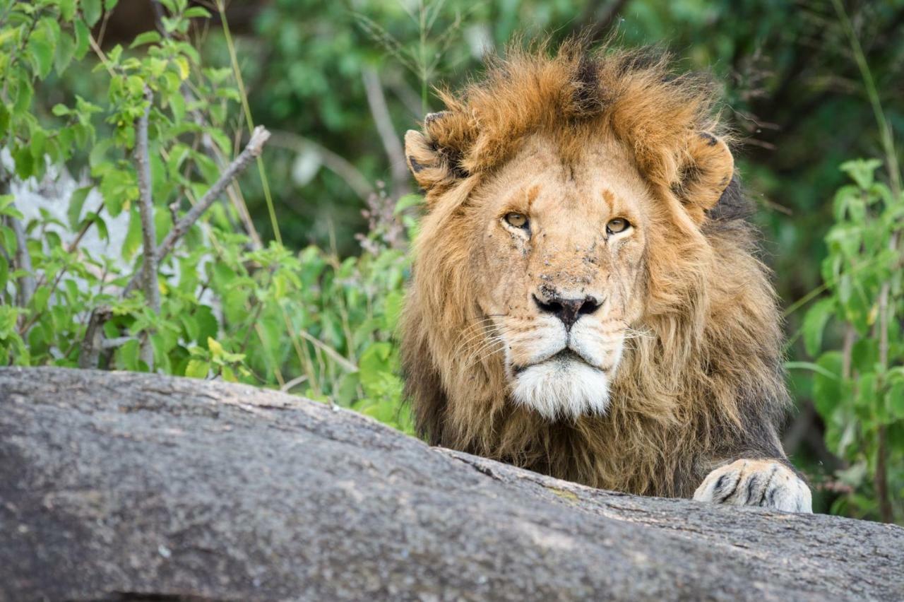 Taasa Lodge Serengeti Zewnętrze zdjęcie