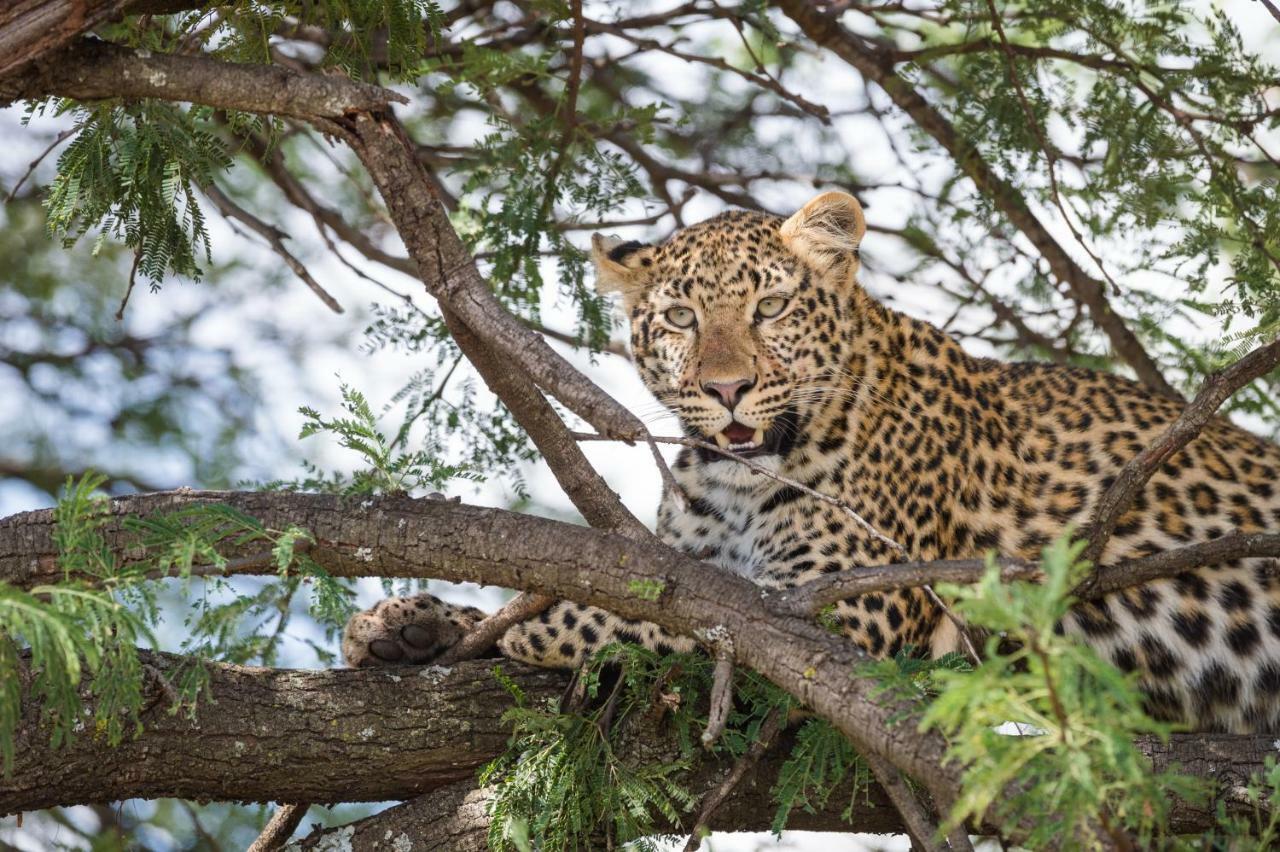 Taasa Lodge Serengeti Zewnętrze zdjęcie